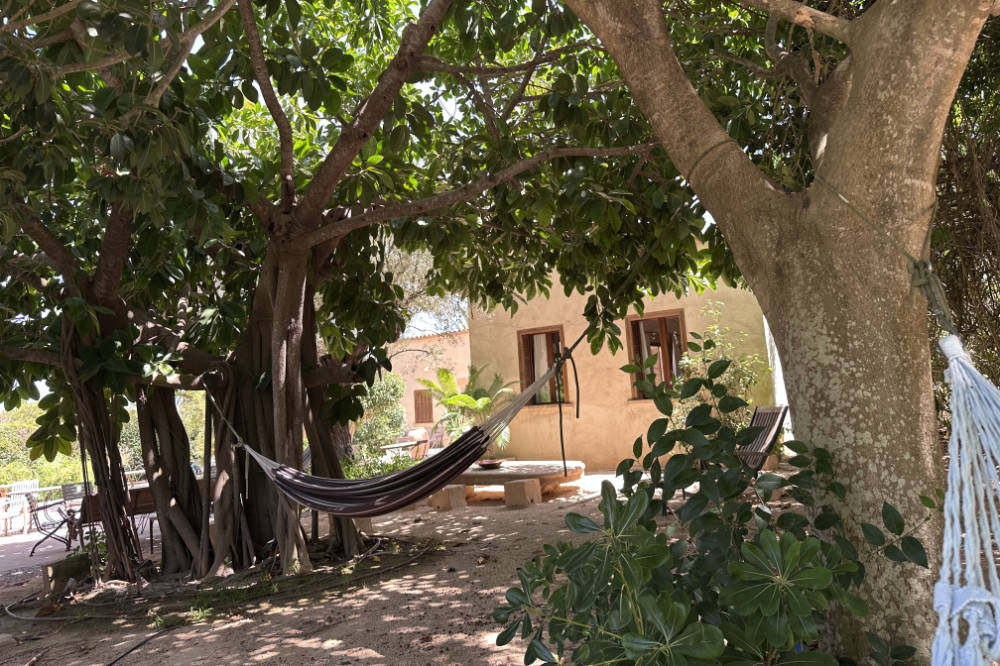 hanging out under the Banyan tree